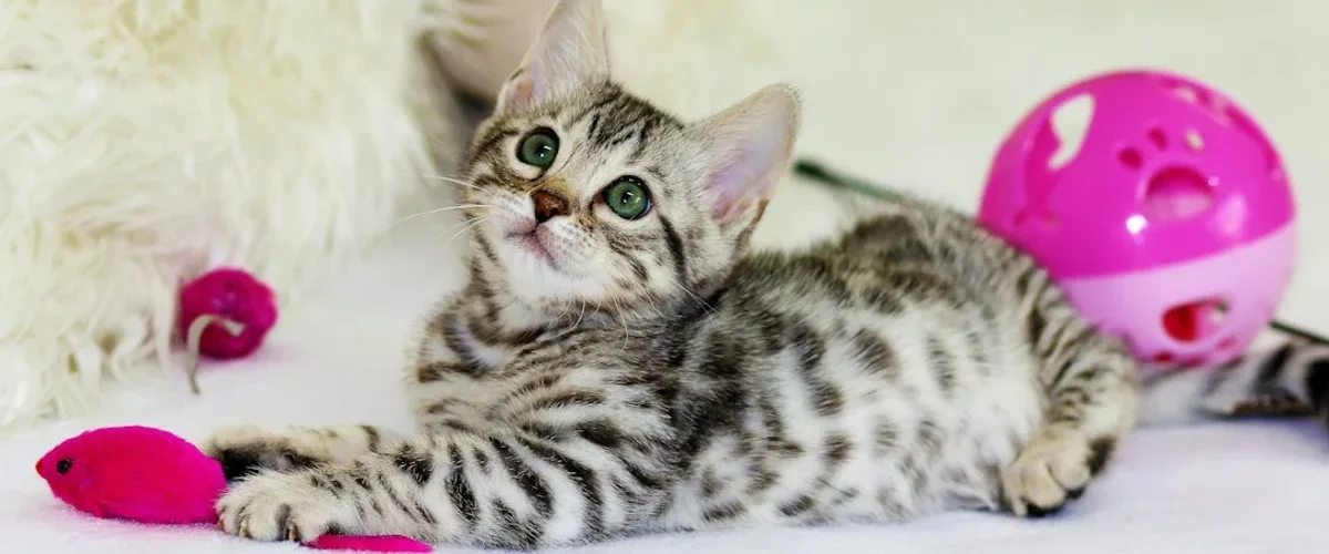 5 conseils avant adopter chaton