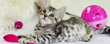 5 conseils avant adopter chaton